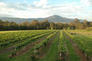 Photo of the vineyard with Cambewarra Mountain in the background at Cambewarra Estate