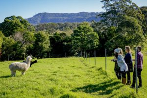 People saying hello to the alpaca's at Silos Estate in Berry NSW.