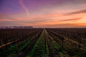 Twilight Wine Tastings at sunset