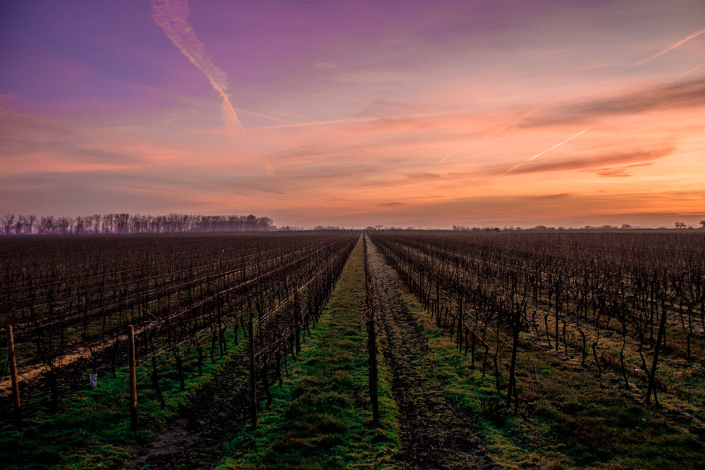 Twilight Wine Tastings at sunset