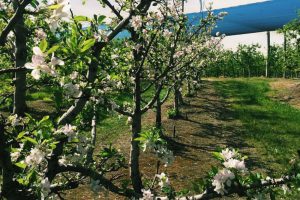 Things to do in Wollongong – Wollongong Scenic Tour - Apple Orchard and Cider tastings - Things to do in Wollongong