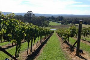 Vineyard on a Southern Highlands Food and Wine Tour