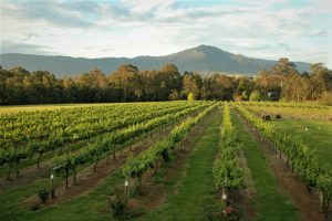 Things to do in Berry-Explore the picturesque South Coast Wine Region - View of Cambewarra Mountain