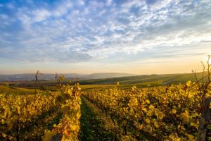 Vineyard at Sunset on a Wollongong Wine Tour and Dinner Experience