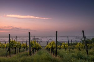 South Coast Winery sunset on a Wollongong Wine Tour and Dinner Experience